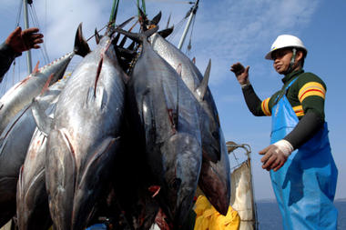 Tuna Brings Radioactive Contamination To US